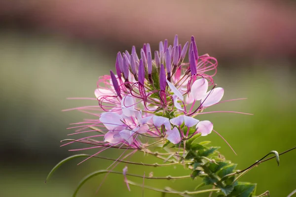Flores roxas em fundo verde, conceito de natureza — Fotografia de Stock