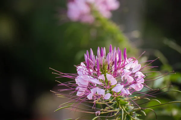 Flores roxas em fundo verde, conceito de natureza — Fotografia de Stock