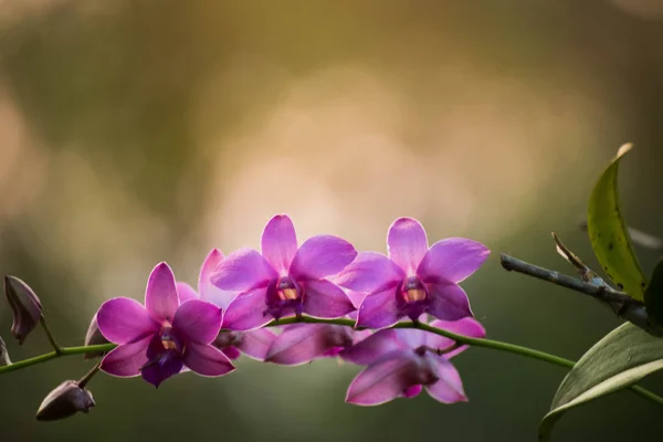 Yeşil Arka Plan Doğa Kavramı Üzerinde Mor Orkide Çiçekler — Stok fotoğraf