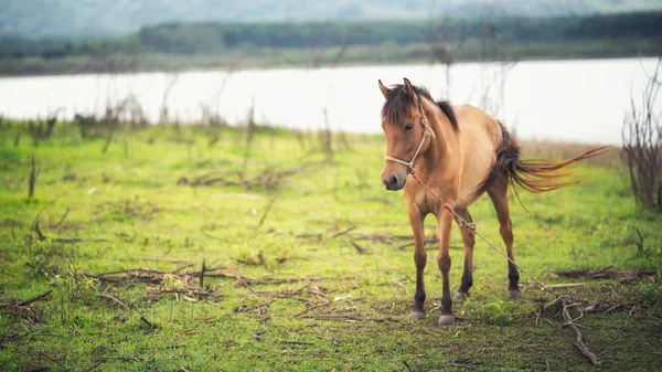 Portrait Cheval Sur Terrain — Photo