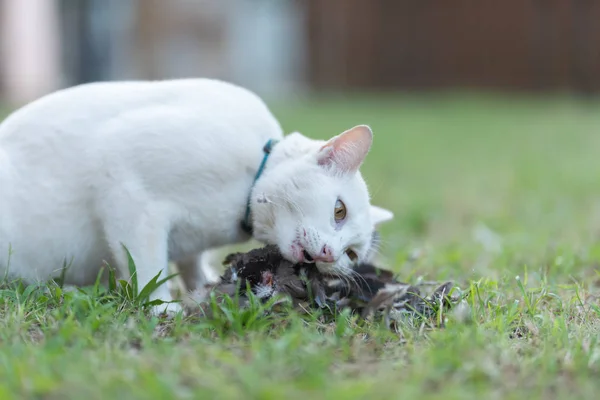 white cat eating dead bird on the lawn