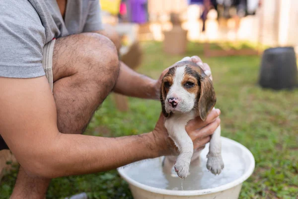 Lindo perrito beagle tomando una ducha con propietario — Foto de Stock
