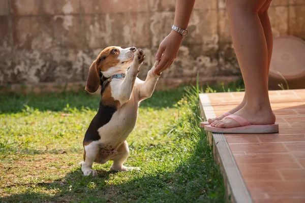 Lindo perrito beagle jugando con su dueño en el césped — Foto de Stock