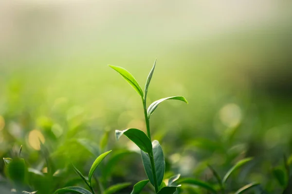 Primer plano de hojas de té verde fresco sobre fondo bokeh — Foto de Stock