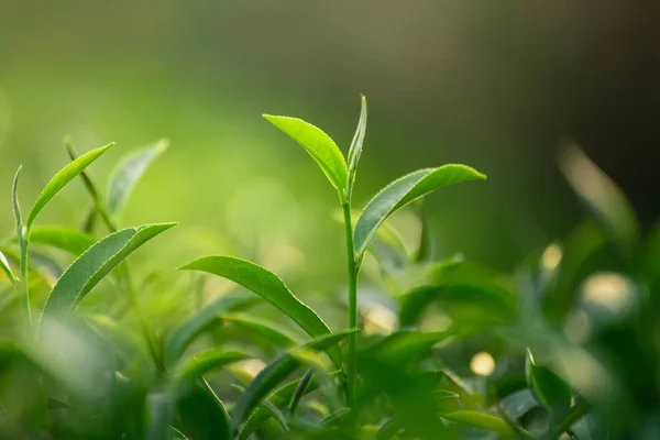 Close up από φρέσκα φύλλα πράσινου τσαγιού σε bokeh φόντο — Φωτογραφία Αρχείου