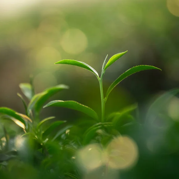 Close up από φρέσκα φύλλα πράσινου τσαγιού σε bokeh φόντο — Φωτογραφία Αρχείου