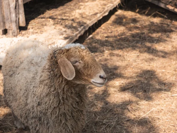 Får i buren på zoo, chiang rai Thailand — Stockfoto