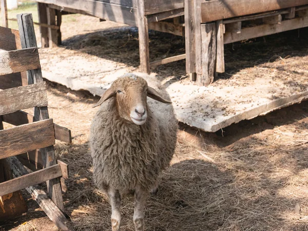 Moutons dans la cage au zoo, Chiang rai Thaïlande — Photo