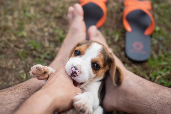 Filhote de cachorro beagle jogando com proprietário — Fotografia de Stock