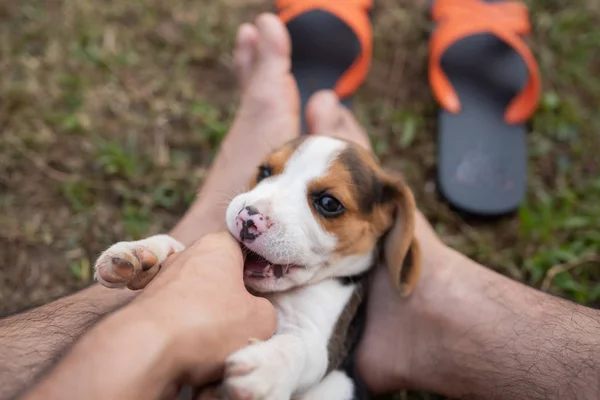 Filhote de cachorro beagle jogando com proprietário — Fotografia de Stock