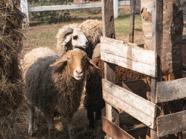 在动物园的笼子里放羊，在泰国 — 图库照片
