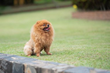 Parktaki çimlerin üzerinde duran Pomeranya 'lı.