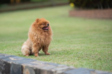 Parktaki çimlerin üzerinde duran Pomeranya 'lı.