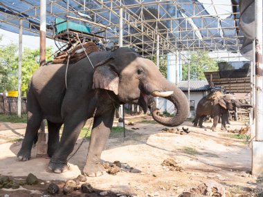 Hayvanat bahçesindeki kafesteki fil