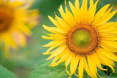 Sabah Chiang Mai, Tayland 'da ayçiçekleri.