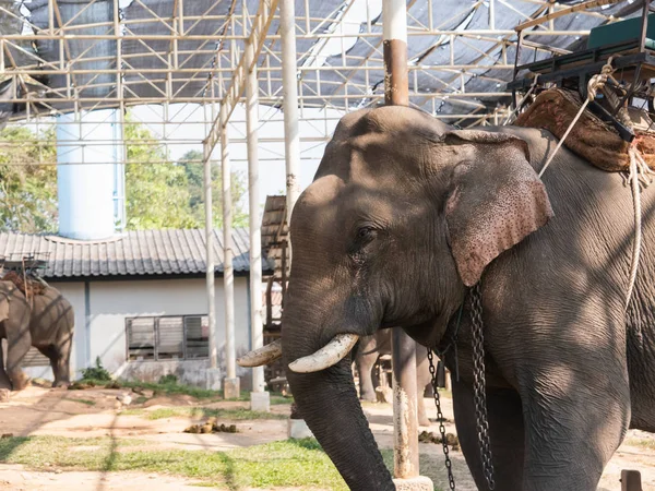 Слон в клетке в зоопарке — стоковое фото