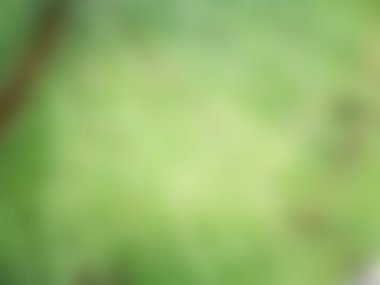 Bulanık yeşil arkaplan, arkaplan kavramı