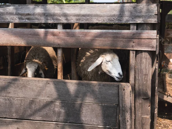 在动物园的笼子里放羊，在泰国 — 图库照片