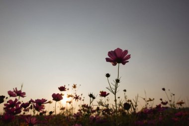 Bahçede Cosmos çiçek yakın