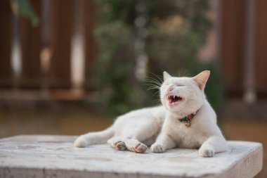 Beyaz masada oturan beyaz.
