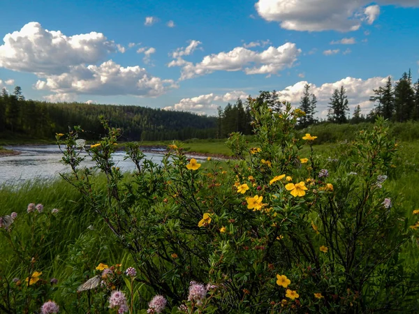 Bush Flores Amarillas Fondo Del Río Bosque Coníferas — Foto de Stock