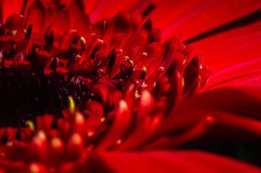 kırmızı gerbera makro fotoğrafçılıkta