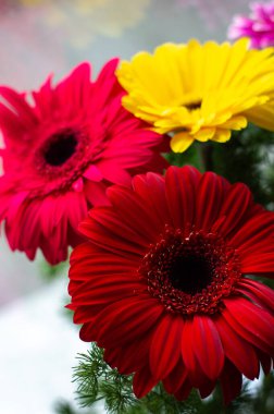 kırmızı ve sarı çiçekler üst görünüm