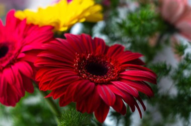 kırmızı ve sarı çiçekler üst görünüm