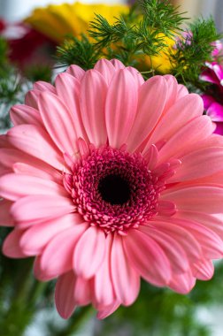 Pembe gerbera çiçeği yakın çekim