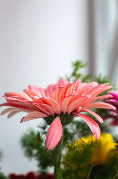 Pembe gerbera çiçeği yakın çekim