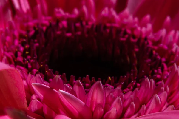 Makro fotoğrafçılıkta pembe gerbera çiçeği