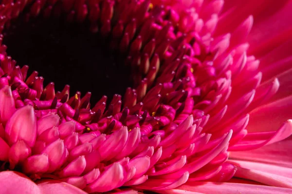 Makro fotoğrafçılıkta Gerbera çiçeğinin gül yaprakları.