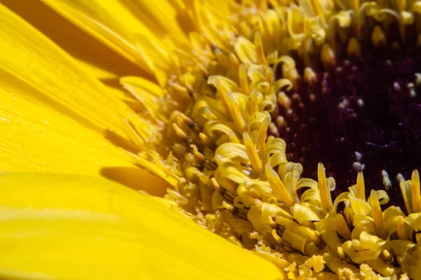 sarı gerbera yaprakları makro fotoğrafçılıkta