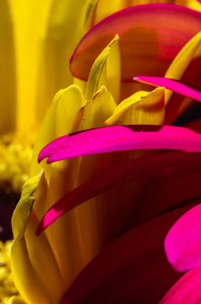 Růžové Žluté Okvětní Lístky Gerber Makro Fotografii — Stock fotografie