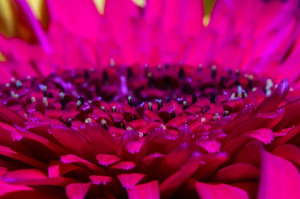 Flor Gerbera Rosa Caliente Macrofotografía —  Fotos de Stock