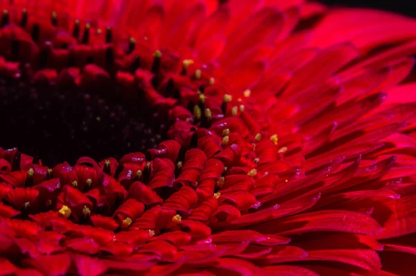 Červená Gerbera Květ Makro Fotografii — Stock fotografie