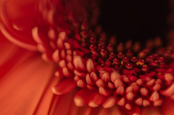 Gerbera taç yapraklarının makro fotoğrafı