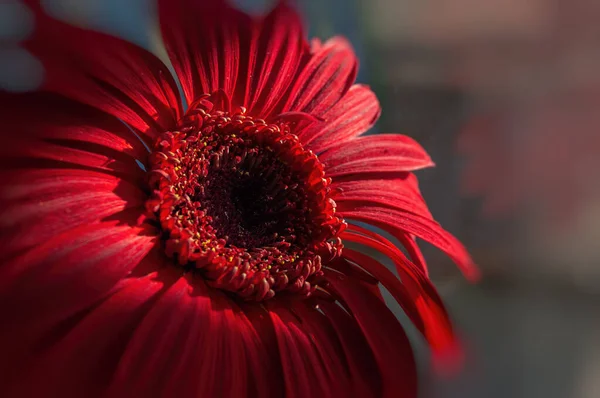 Gün ışığı parlak kırmızı bir Gerbera çiçeğinin üzerine düşüyor.