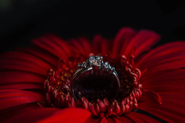 Anel Noivado Está Numa Flor Gerbera — Fotografia de Stock