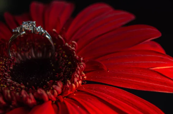 Der Verlobungsring Befindet Sich Der Gerbera Blume — Stockfoto