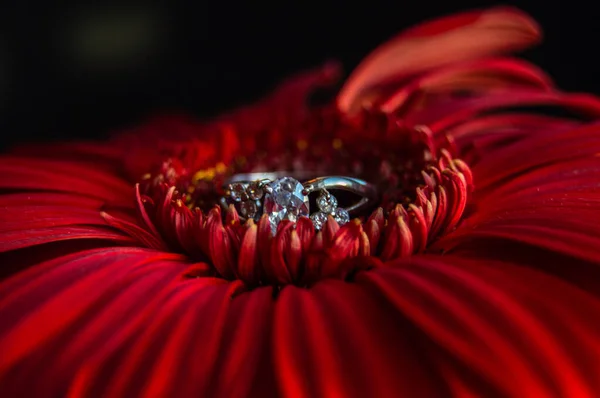 Zásnubní Prsten Květině Gerber — Stock fotografie