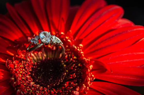 Der Verlobungsring Befindet Sich Der Gerbera Blume — Stockfoto