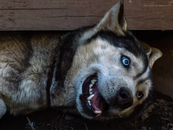 Egy Kék Szemű Husky Kutya Fekszik Földön — Stock Fotó