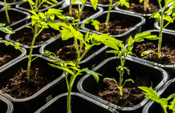 Tomatenzaailingen Grond Bij Zonlicht Stockfoto