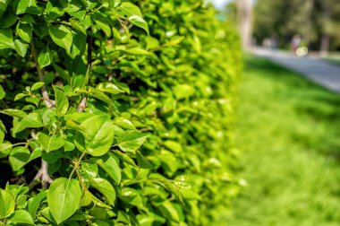 Parlak yeşil çit. Güneşli bir günde çitin dokusu