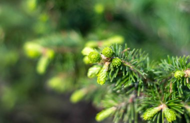 Güneşli bir günde bir çalılığın dalları