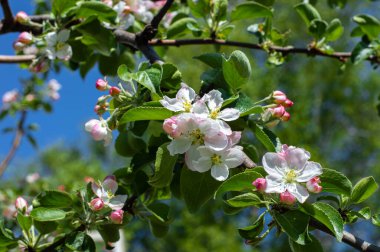 Parlak gün ışığında Elma ağacının dalında çiçekler