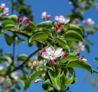 Elma ağacı dalları ilkbaharda mavi gökyüzüne karşı