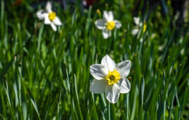 Parlak yeşil çimlerde beyaz nergisler