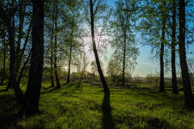 Batan güneşin ışınlarında huş ağacı ormanı